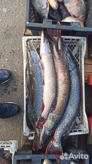 Свежая рыба