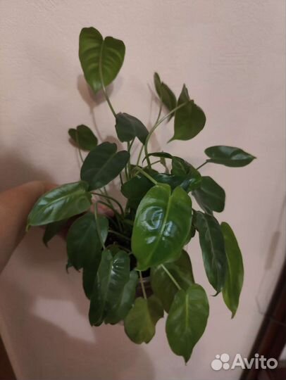 Филодендрон бурле макс