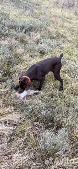 Вязка курцхаар