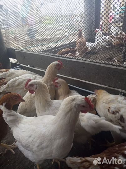 Молодые петушки