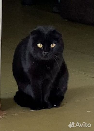 Вислоухая Британская Кошка