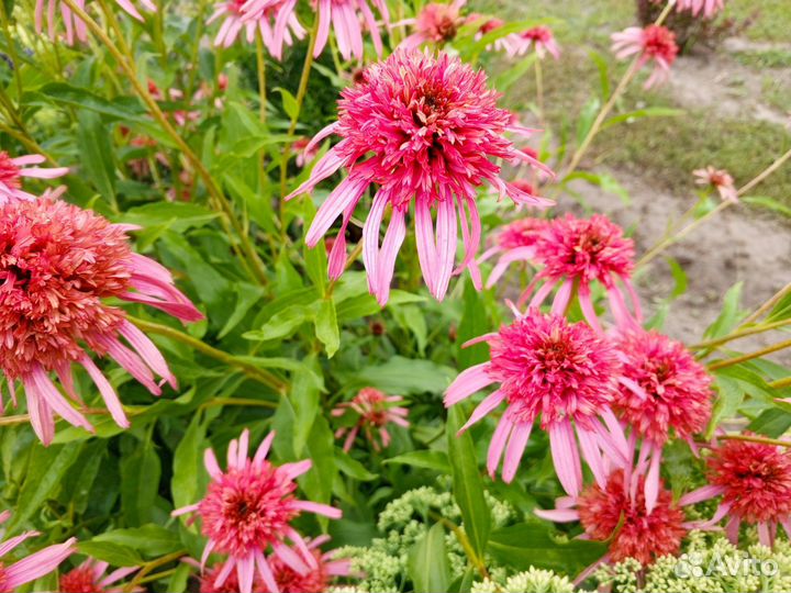 Эхинацея махровая сортовая