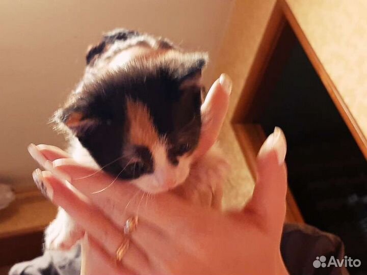 Котята британские