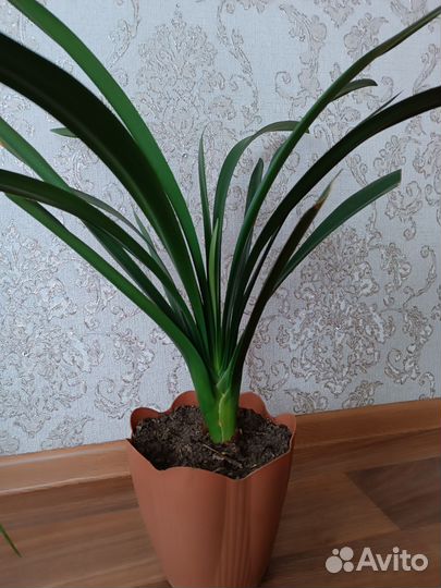 Комнатные цветы