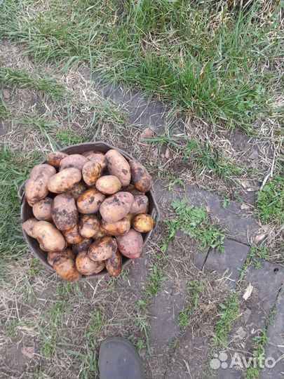 Мелкий картофель на корм скорую новый урожай