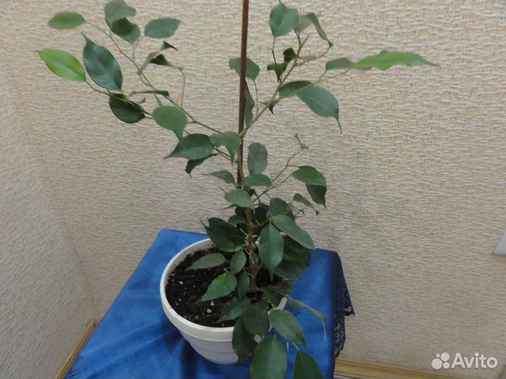 Фикус Бенджамина