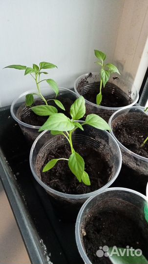 Перец огонек