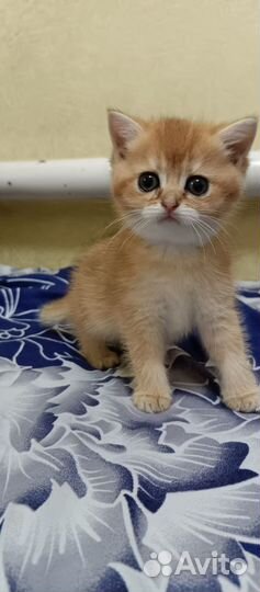 Котята золотой британской