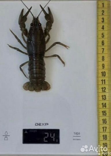 Раки живые самовывоз или доставка яндекс курьером