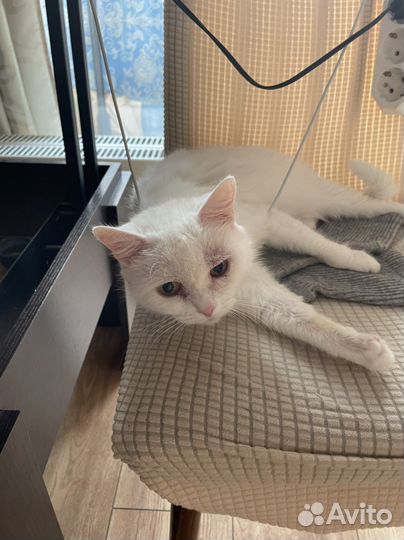 Отдам кошку в добрые руки