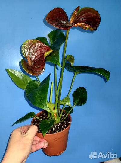 Антуриум Эссенция