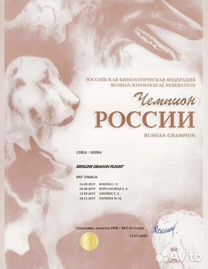 Вязка сиба ину
