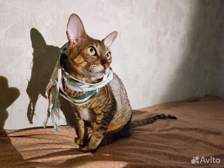 Кошка в добрые руки