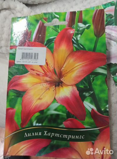 Луковицы лилий