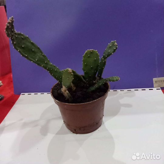 Кактус опунция