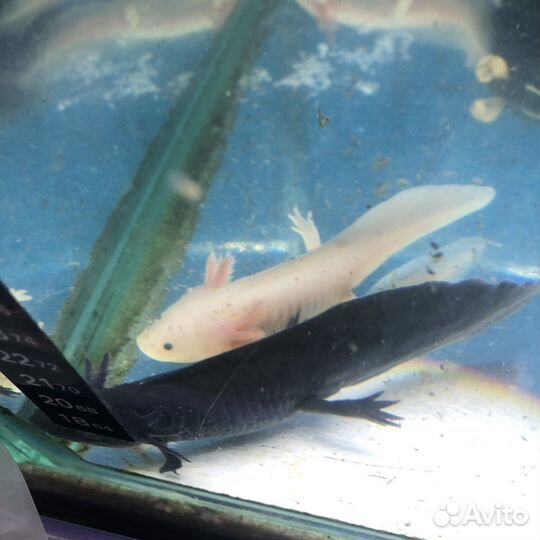 Аксолотль розовый и альбинос