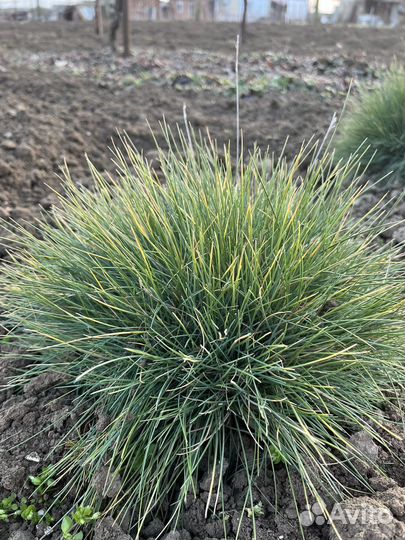 Овсяница сизая