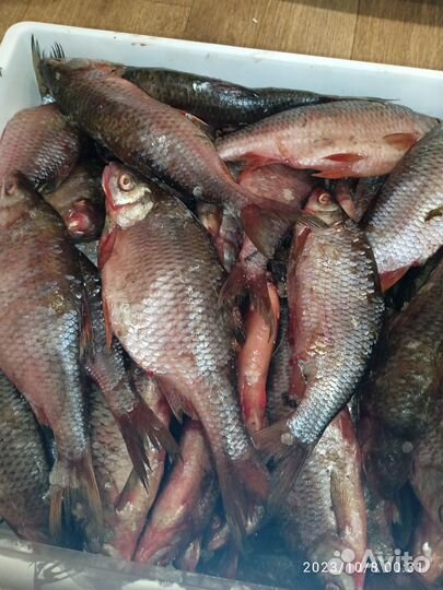 Свежая рыба