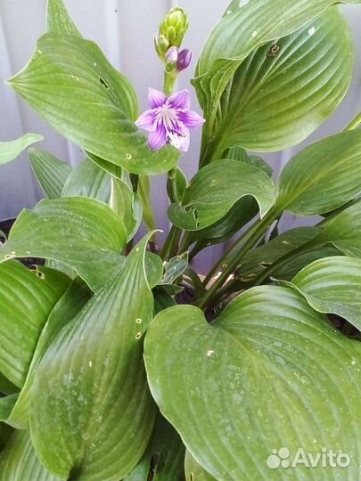 Растения для сада