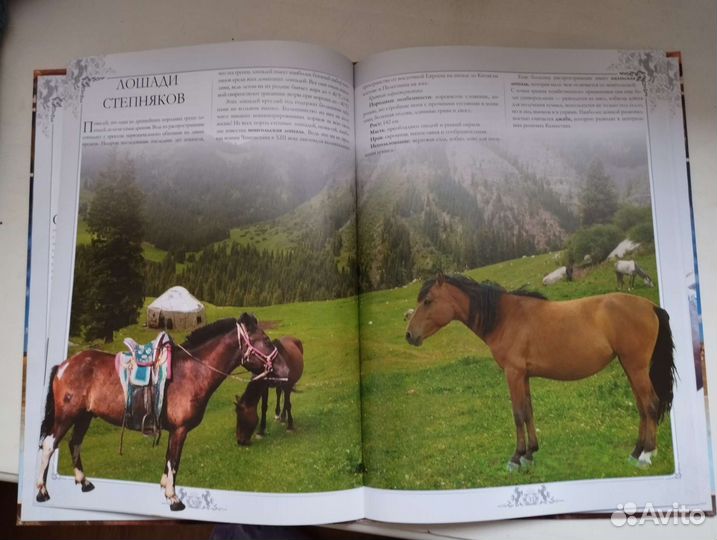 Книга о лошадях