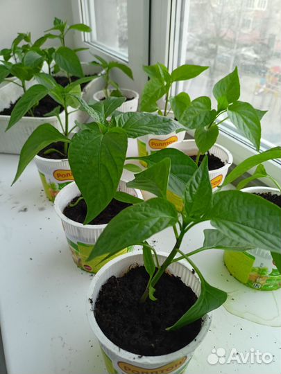 Перец болгарский рассада