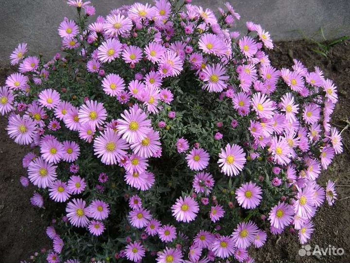 Многолетние цветы