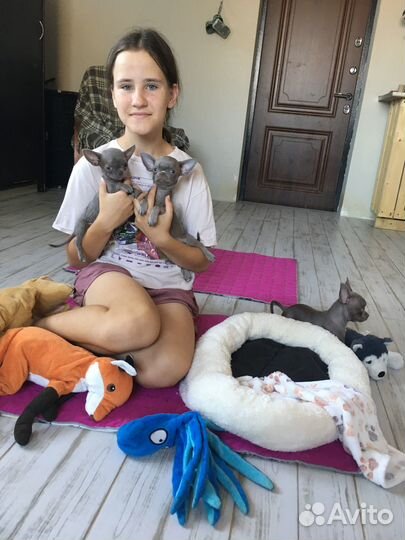 Чихуахуа мини