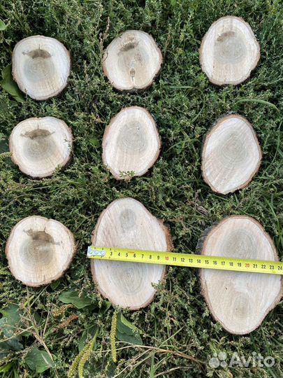Спилы дуба, березы, можжевельника, клёна