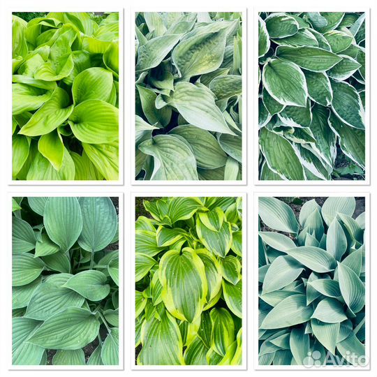 Хосты, папоротник