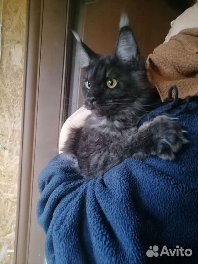 Кошки в добрые руки