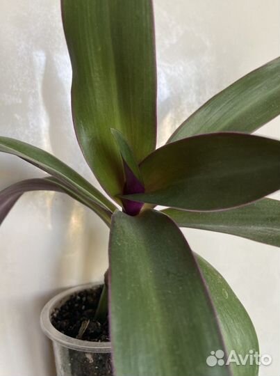 Юкка, Традесканция Рео