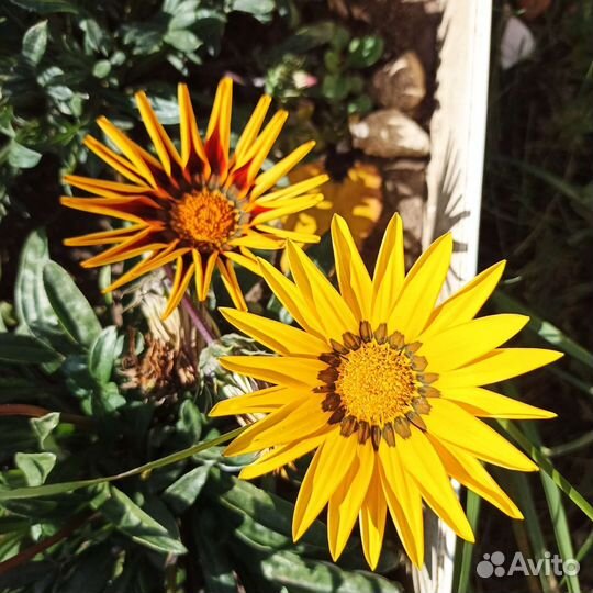 Клематисы, гортензия Самарская Лидия