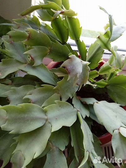 Фиалки, сансевиера, декабрист. Отростки цветов