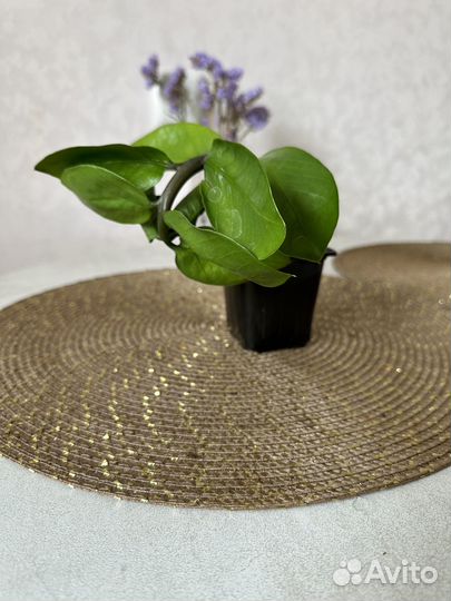 Замиокулькас