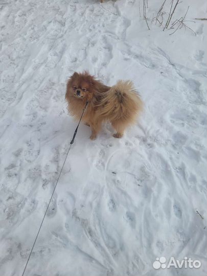 Вязка собак шпиц