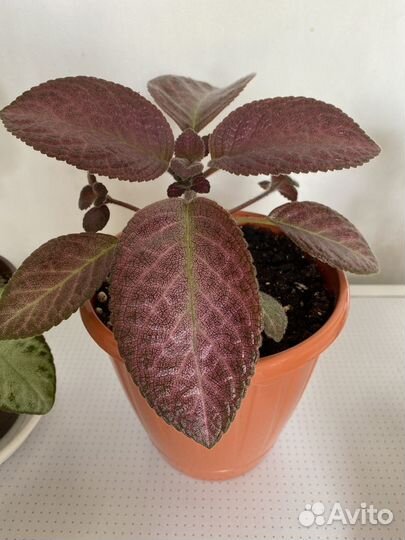 Эписции сортовые