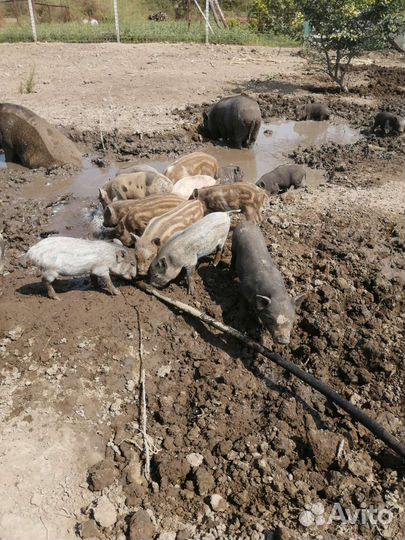 Вьетнамские вислобрюхие поросята