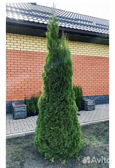 Туя «Смарагд», можжевельник «Блю Эрроу»