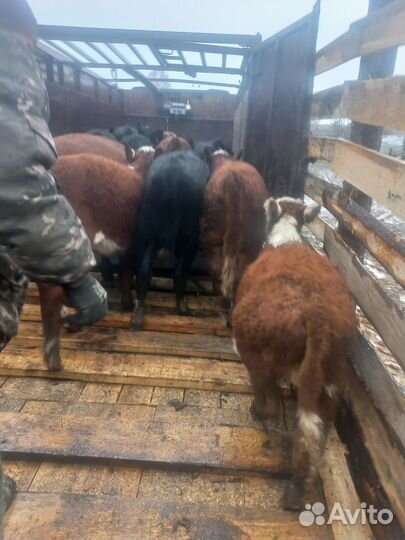 Тёлки герифорды