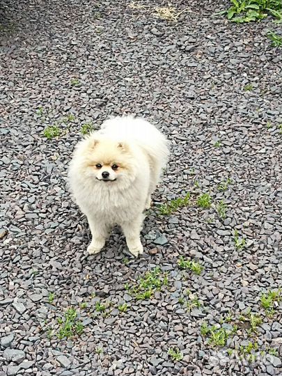 Ишим невесту