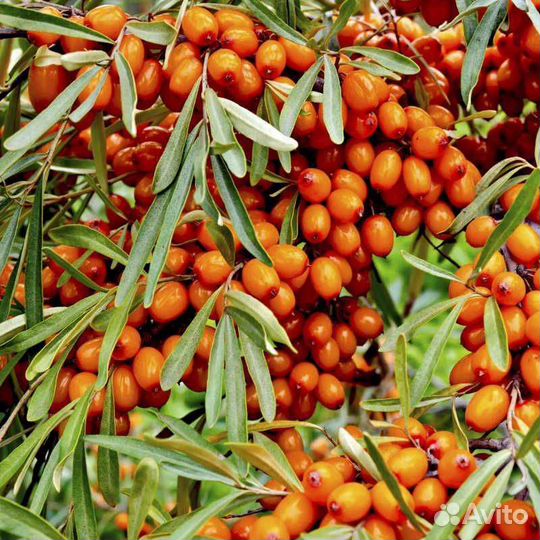 Саженцы малины,ежевики,сливы,облепихи,вишни,ирги