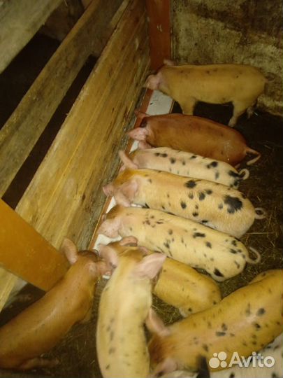 Продажа поросят