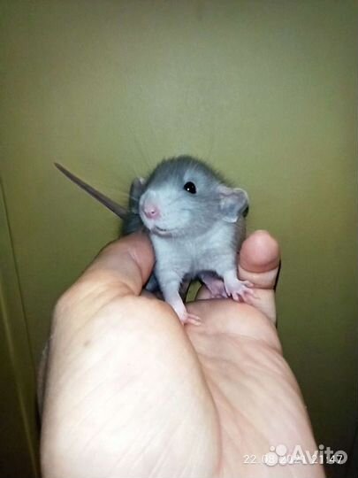 Дамбо крысята крыса,клетка,редкого окраса