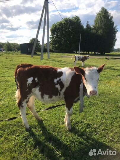 Телята (телки)