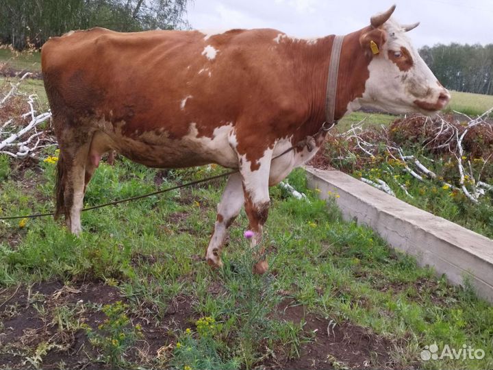 Корова дойная,телки