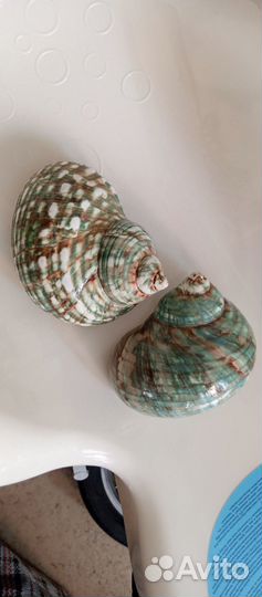 Ракушка морская большая Средиземное море