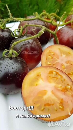 Рассада томатов