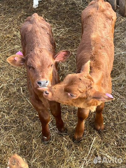 Телята бычки племенные с доставкой