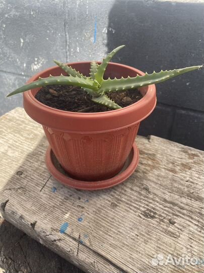 Алоэ лечебный