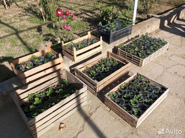 Рассада клубники